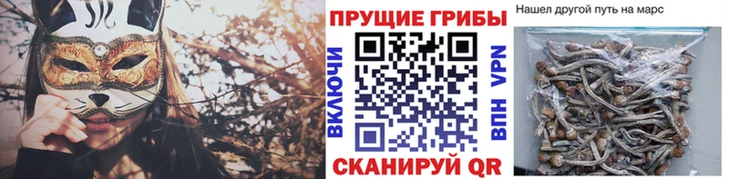 Псилоцибиновые грибы Cubensis  Гусиноозёрск 